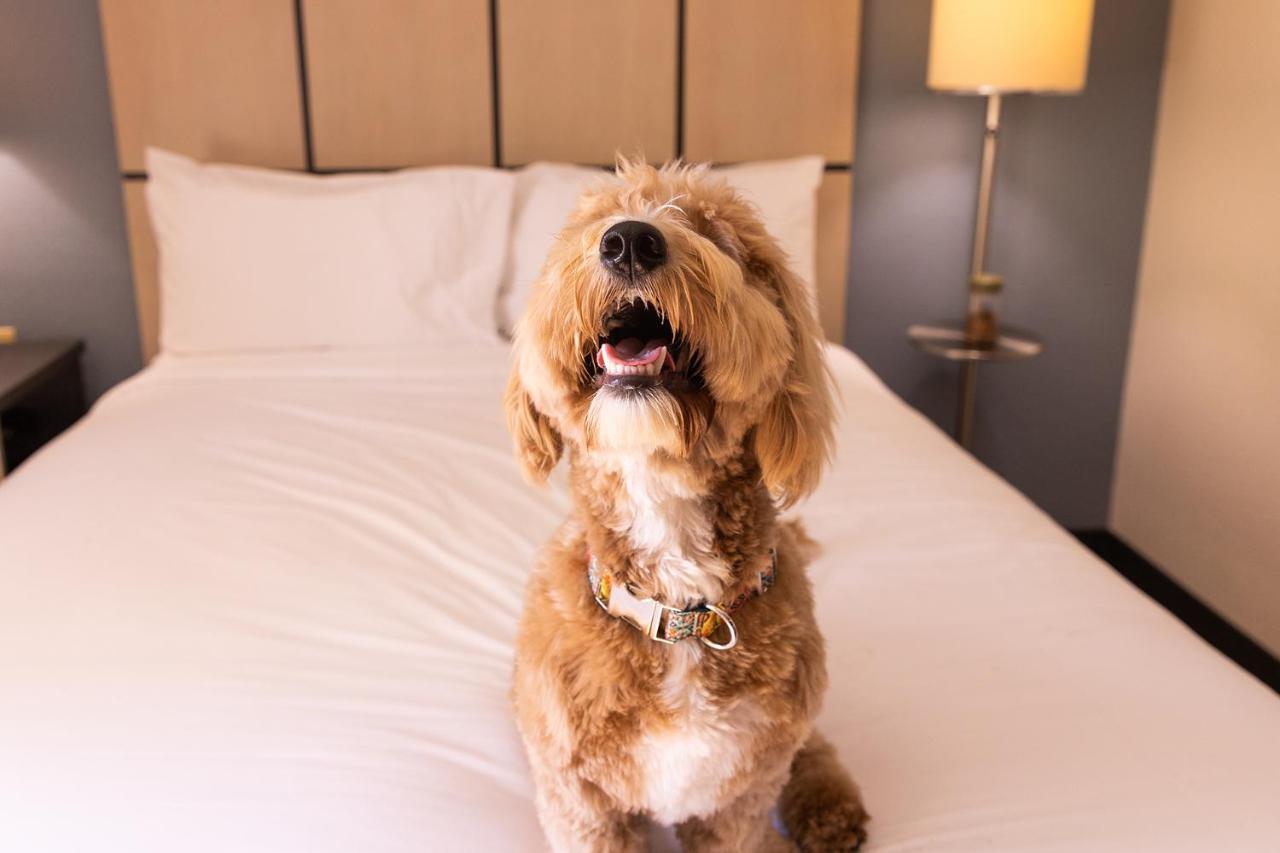 Sonesta Simply Suites Detroit Troy Luaran gambar