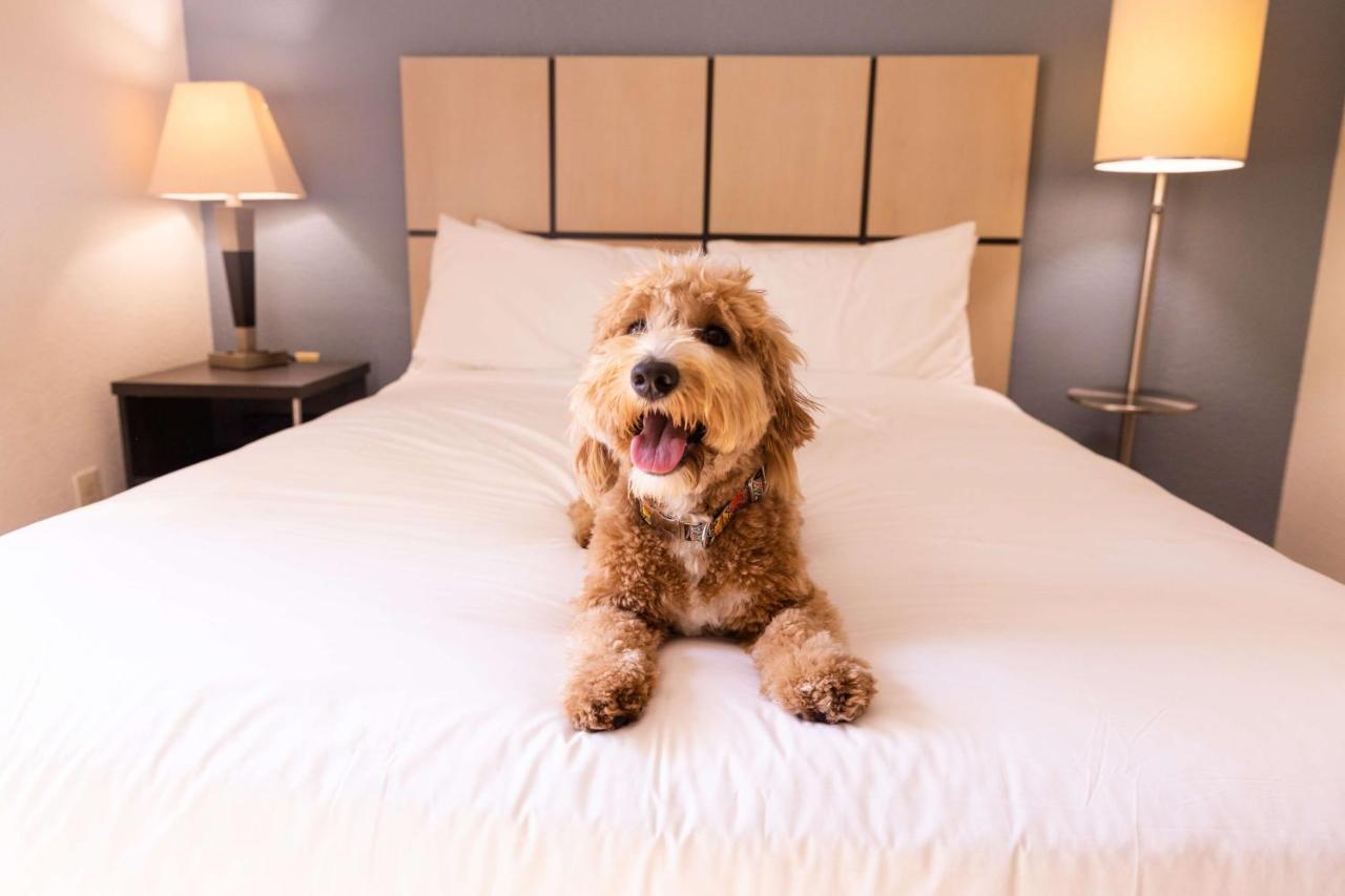 Sonesta Simply Suites Detroit Troy Luaran gambar